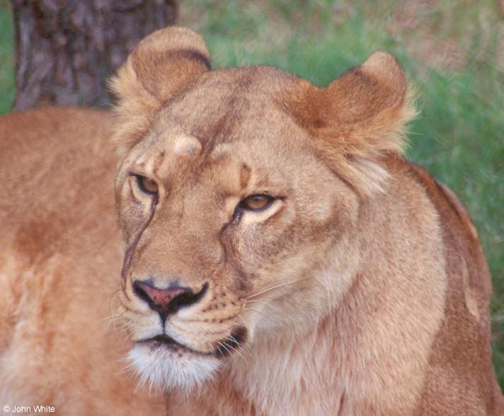 African lion0003-by John White.jpg