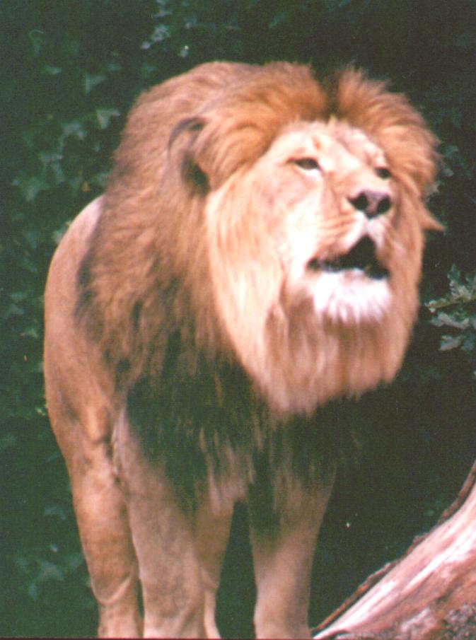 African lion1-male-by Thomas O'Keefe.jpg