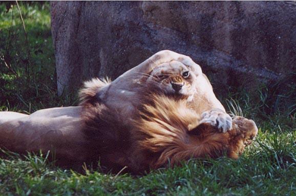 African lion lioness play-by Denise McQuillen.jpg