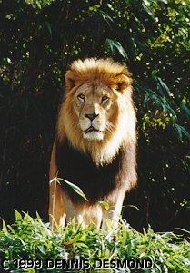 African lion male01-by Dennis Desmond.jpg