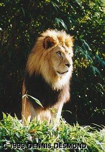 African lion male02-by Dennis Desmond.jpg