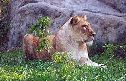 African lioness-by Denise McQuillen.jpg