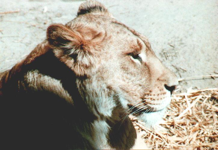 African lioness-by Thomas O'Keefe.jpg