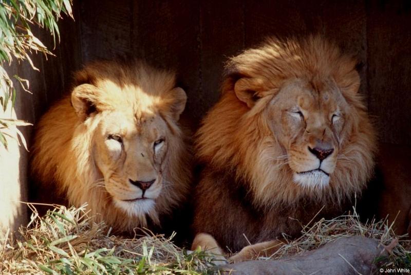 African lions2001 003-two males-by John White.jpg