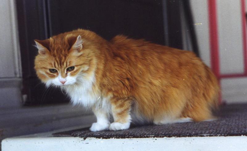 Amanda11-Brown House Cat-by Moe Greene.jpg