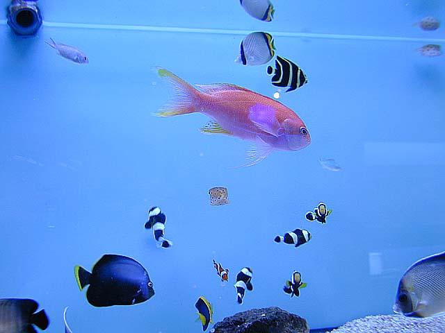 Aquarium 1-Unknown Fishes-by Tony Heyman.jpg