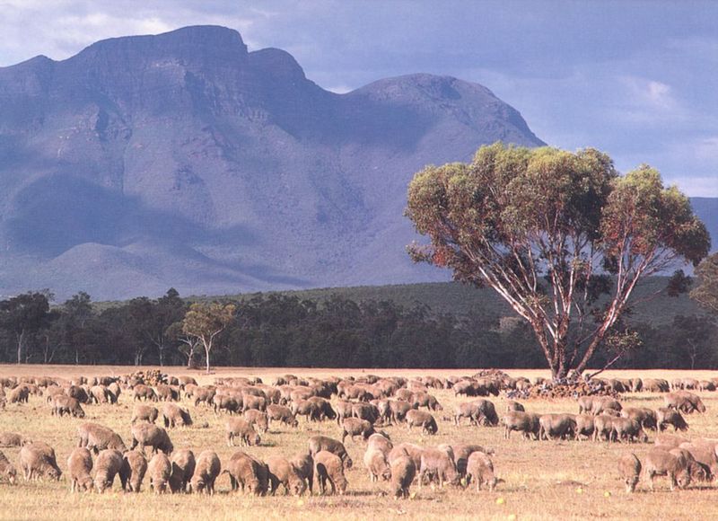 Australian Marino Cross-Sheep Herd.jpg