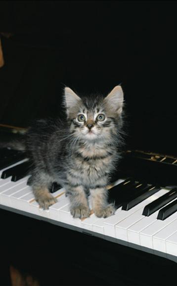 Baby-House Cat Kitten-by Pat.jpg