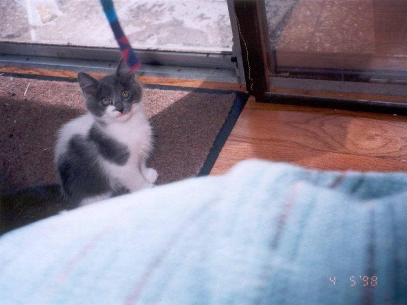 Baby Richie-House Cat Kitten-by Elizabeth Lawrence.jpg