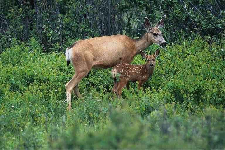 Bambi-and-Mum-Deer-by Trudie Waltman.jpg