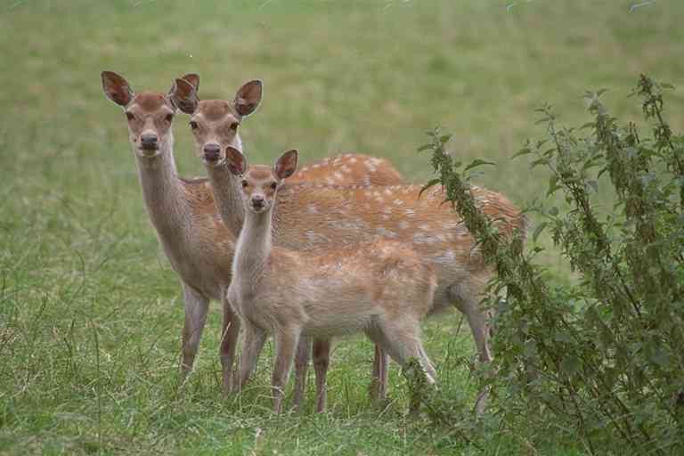 Bambi s-Deer-by Trudie Waltman.jpg