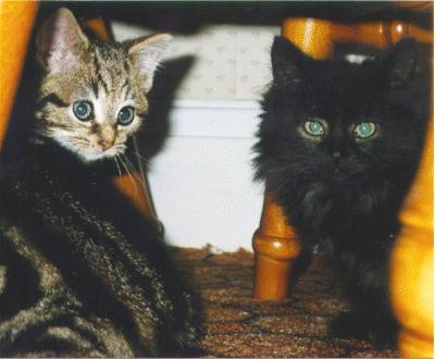 Betsy   Boris-House Cat Kittens-by Jaxw.jpg