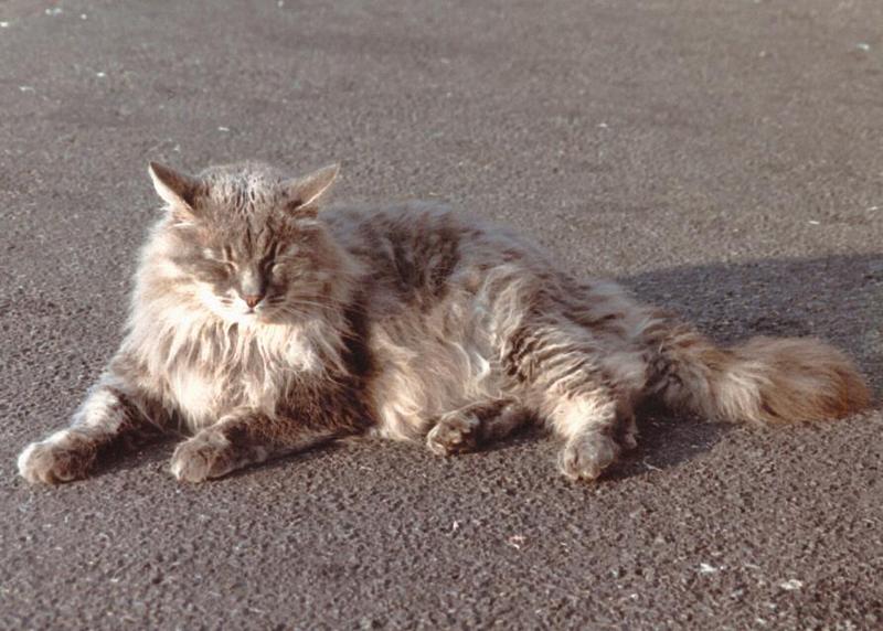 Bigcat-Domestic Cat-resting on road-by Ralf Schmode.jpg