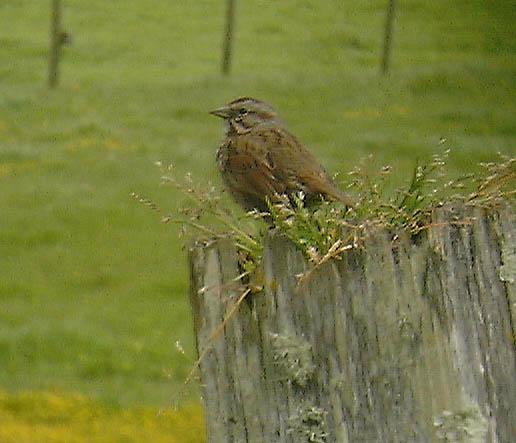 Bird2045-Lark on post-by David C Long.jpg