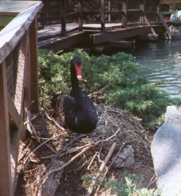 BlackSwan-Sitting on nest-by Dan Cowell.jpg