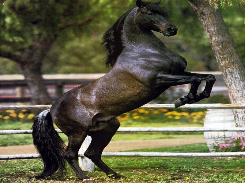 Blackhorse-Black Horse-by Dien Jansen.jpg