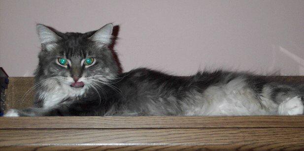 BlueTongue-Maine Coon House Cat-by Kathy Keeley.jpg