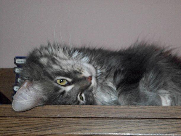 BlueUD-Maine Coon House Cat-by Kathy Keeley.jpg