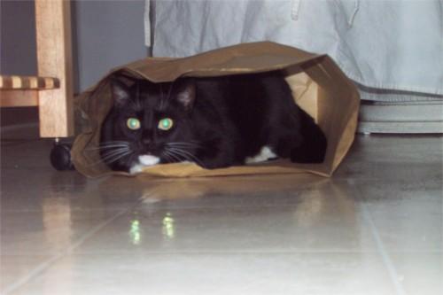 Bootbag4-Tuxedo House Cat-by Mary Cummins.jpg