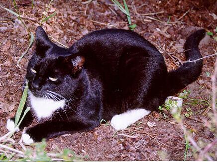 Boots01-Black-and-White House Cat-by S Thomas Lewis.jpg