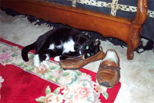 Bootshoes-Tuxedo House Cat-by Mary Cummins.jpg