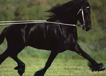 Brandus1-Black Horse-by Dien Jansen.jpg