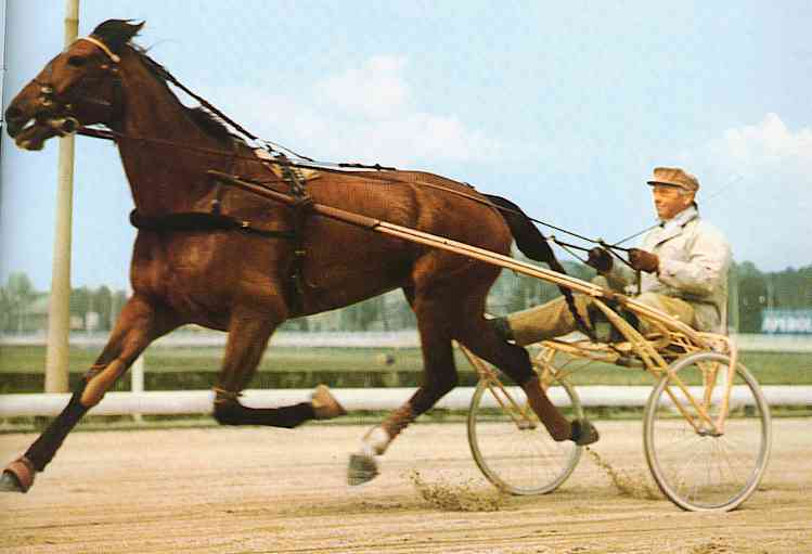 Brown Horse-Races01-TR-by Trudie Waltman.jpg