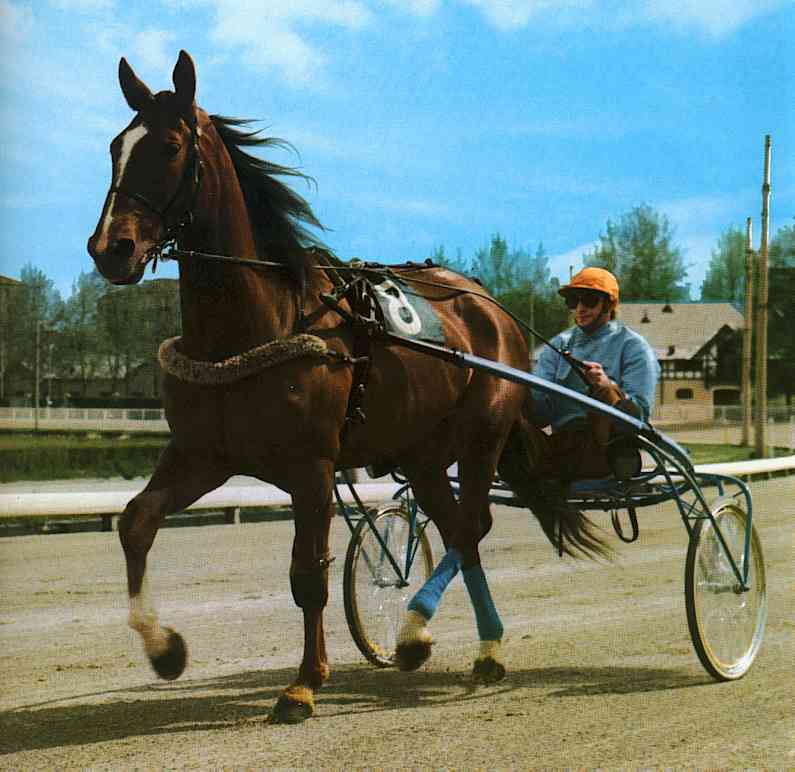 Brown Horse-Races02-TR-by Trudie Waltman.jpg