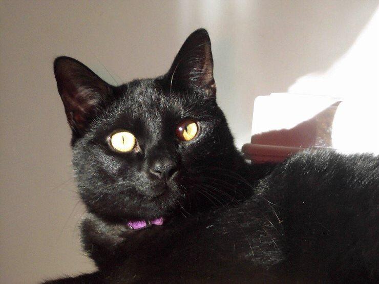 BruiseLight-Black House Cat-by Kathy Keeley.jpg
