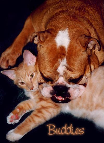 Buddies-Bulldog and Brown Domestic Cat-by Gary Borland.jpg