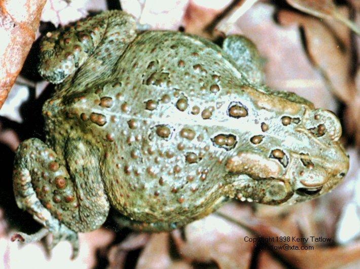 Bufo-ktatlow@xta.com-Common Toad-closeup-by Kerry Tatlow.jpg