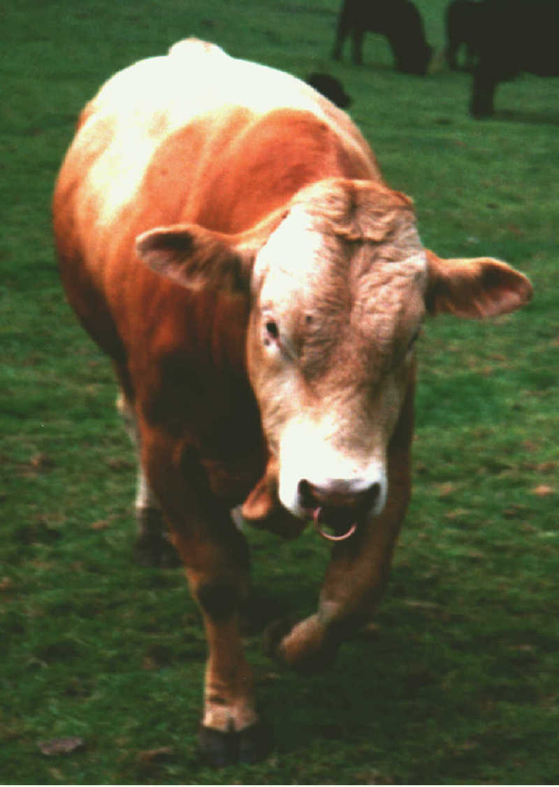Bull-Domestic Cattle-by Theresa.jpg