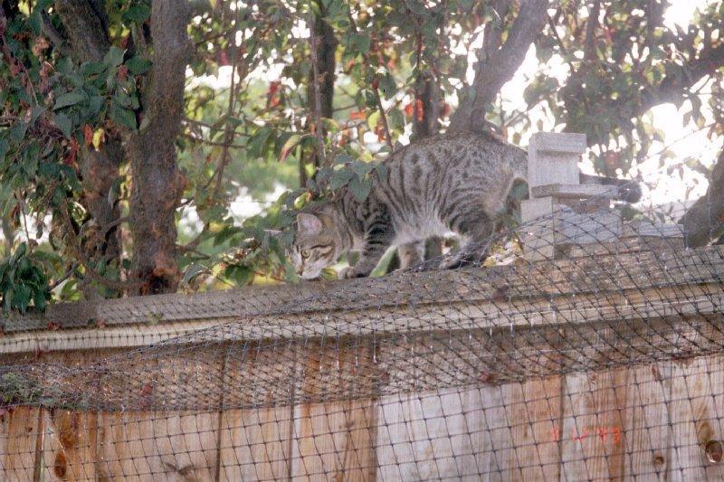 Buster 01-Gray House Cat-on fence-by Elizabeth Lawrence.jpg