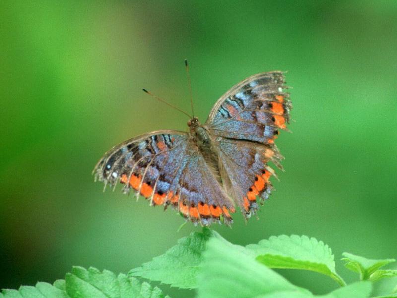 Butterfly03-by Ralf Schmode.jpg