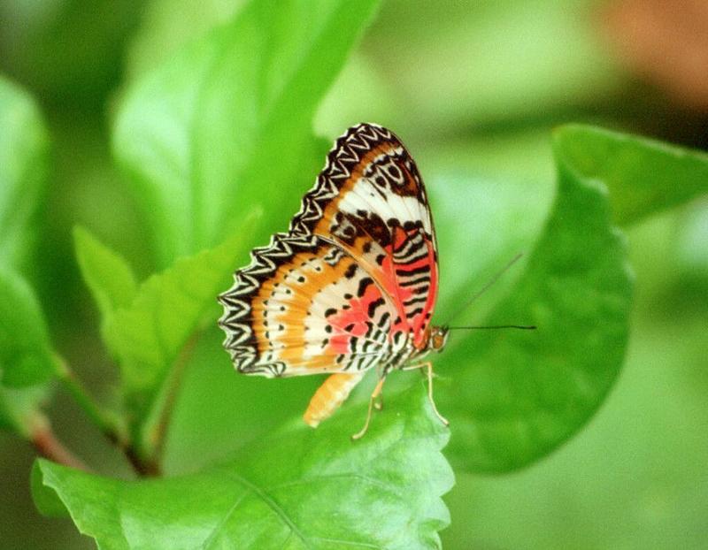 Butterfly05-by Ralf Schmode.jpg