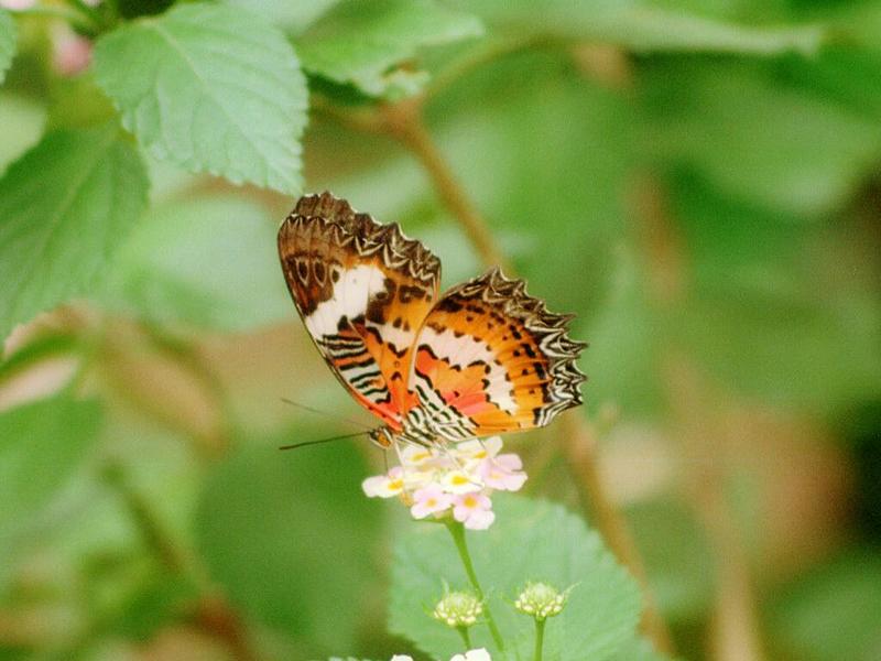 Butterfly06-by Ralf Schmode.jpg
