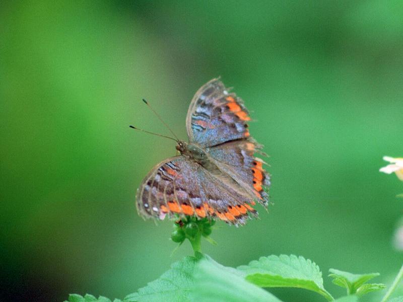 Butterfly07-by Ralf Schmode.jpg