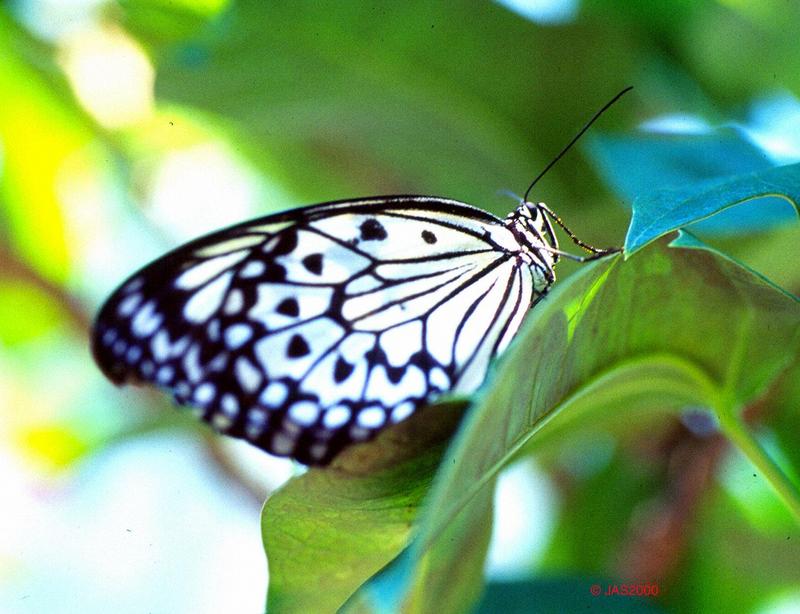 Butterfly5-by Jose Sierra Jr.jpg