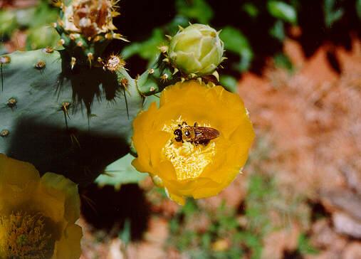 Cactus01-Honeybee-by S Thomas Lewis.jpg