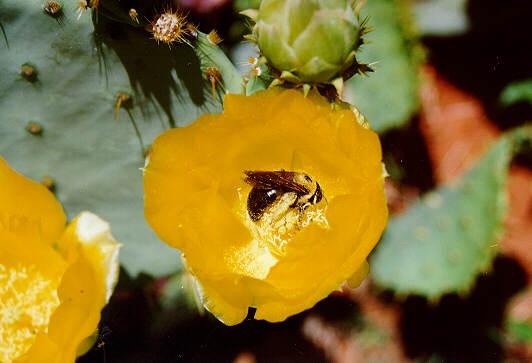 Cactus02-Honeybee-by S Thomas Lewis.jpg