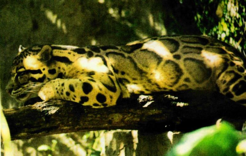Camouflage J02-Clouded Leopard under shadow-on branch.jpg