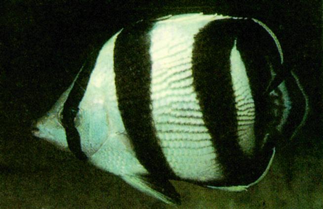 Camouflage J03-Banded Butterflyfish-striped pattern.jpg