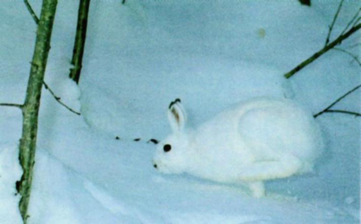 Camouflage J04-SnowRabbit-white fur on snow.jpg