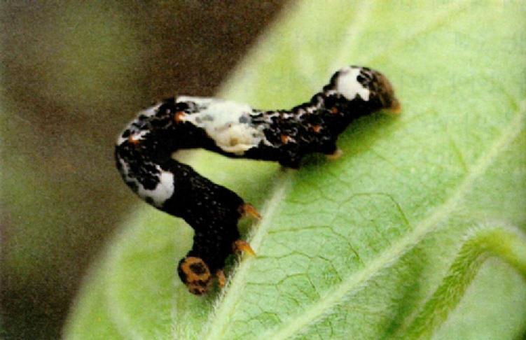 Camouflage J06-Moth s caterpillar-ScaleWorm.jpg