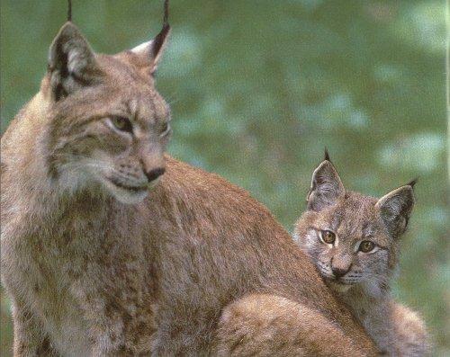 Canadian Lynx3-mom and baby-by 2catz.jpg