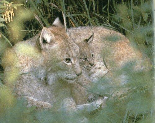 Canadian Lynx4-mom and baby-by 2catz.jpg