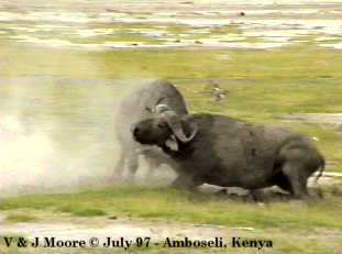 CapeBuffalos-97b-Fighting-by Vern Moore.jpg