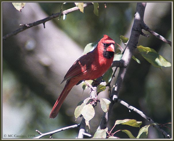 CassinoPhoto-Cardinal-perching on leafed tree.jpg