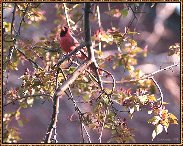CassinoPhoto-Cardinal0498-Perching on tree.jpg
