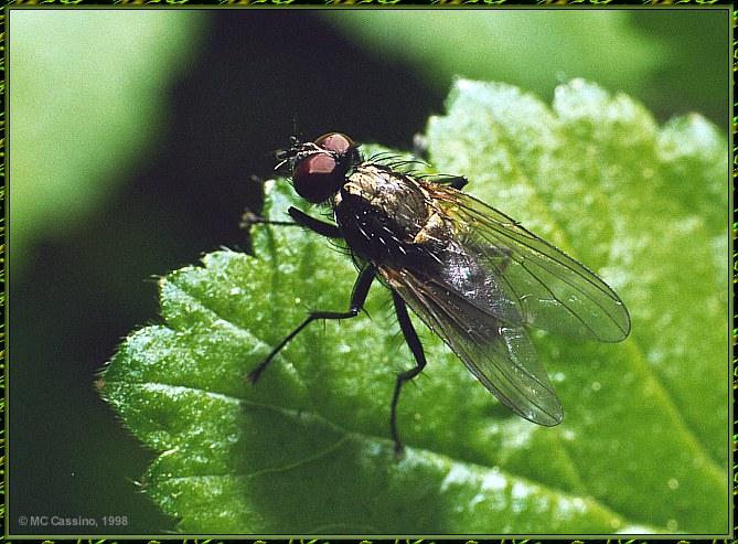 CassinoPhoto-CommonFly on leaf-Closeup.jpg